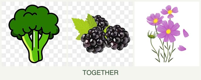 Can you plant broccoli, blackberries and cosmos together?