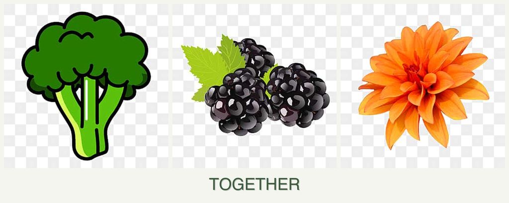 Can you plant broccoli, blackberries and dahlias together?