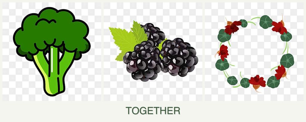 Can you plant broccoli, blackberries and nasturtiums together?