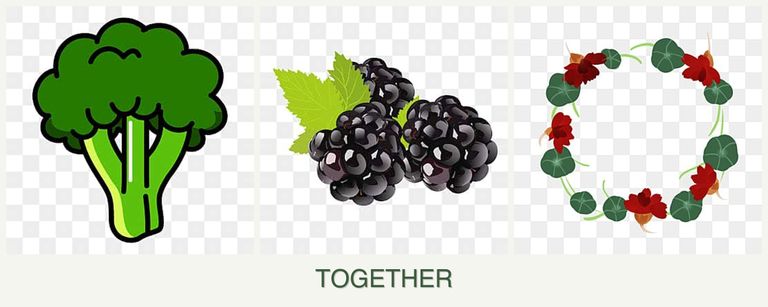 Can you plant broccoli, blackberries and nasturtiums together?
