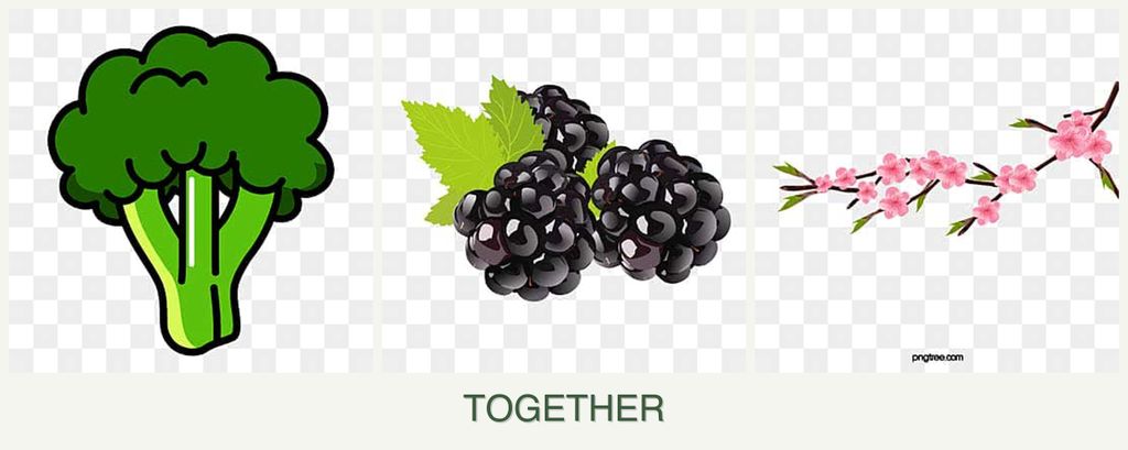 Can you plant broccoli, blackberries and peaches together?