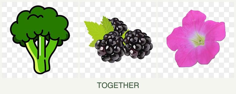 Can you plant broccoli, blackberries and petunias together?