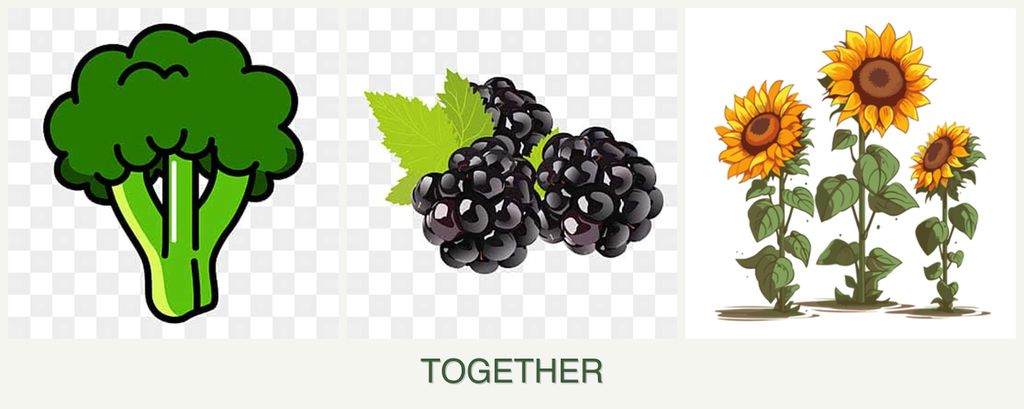 Can you plant broccoli, blackberries and sunflowers together?