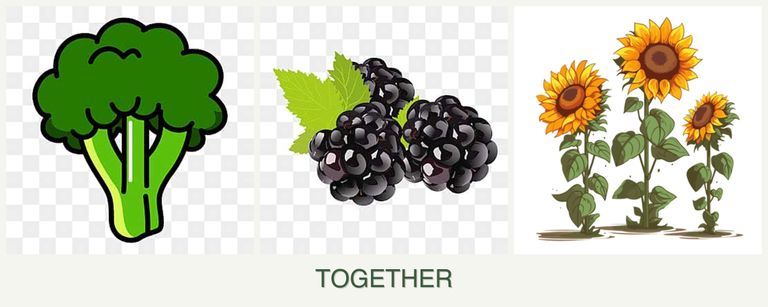 Can you plant broccoli, blackberries and sunflowers together?