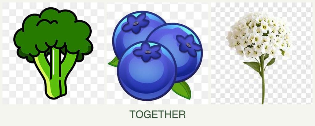 Can you plant broccoli, blueberries and alyssum together?