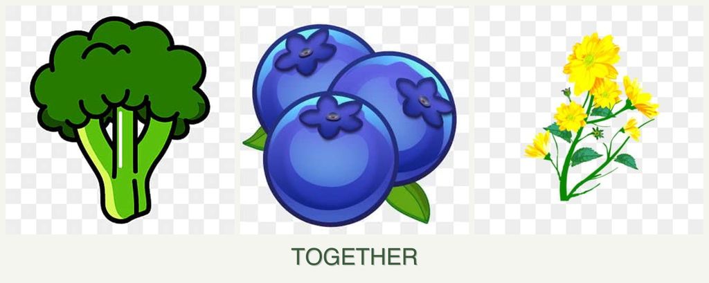Can you plant broccoli, blueberries and calendula together?