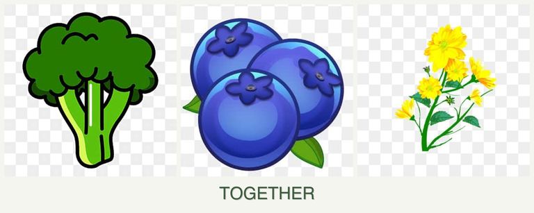 Can you plant broccoli, blueberries and calendula together?