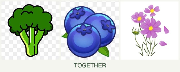 Can you plant broccoli, blueberries and cosmos together?