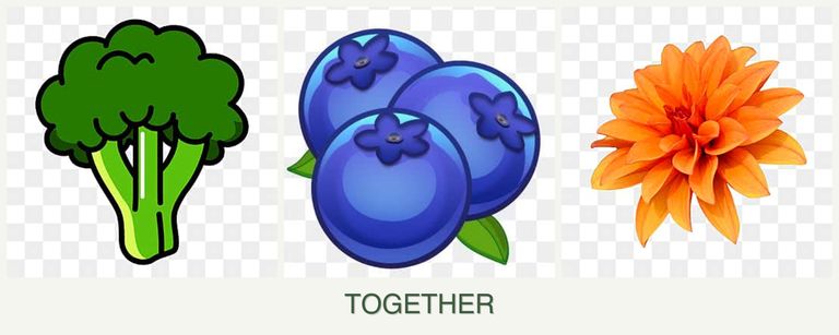 Can you plant broccoli, blueberries and dahlias together?