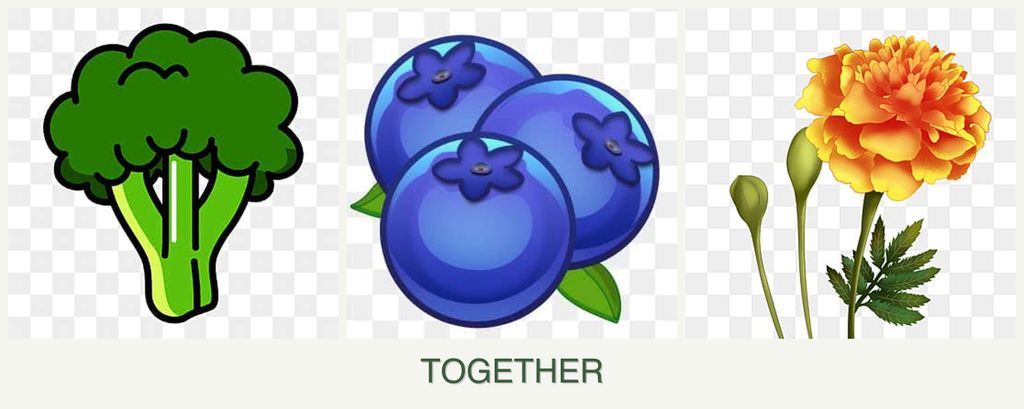 Can you plant broccoli, blueberries and marigolds together?