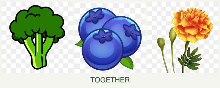Can you plant broccoli, blueberries and marigolds together?