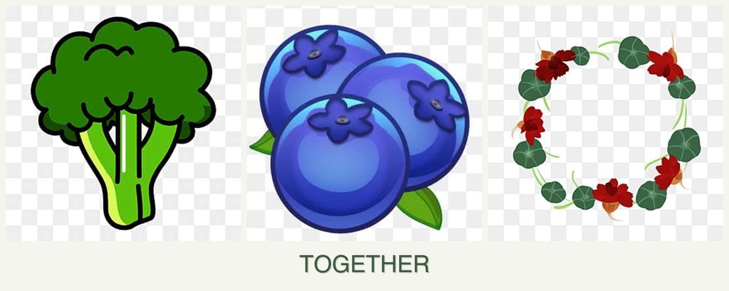 Can you plant broccoli, blueberries and nasturtiums together?