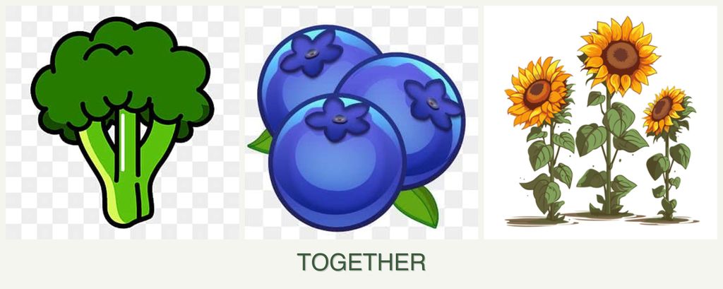 Can you plant broccoli, blueberries and sunflowers together?