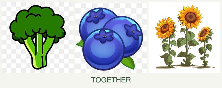 Can you plant broccoli, blueberries and sunflowers together?
