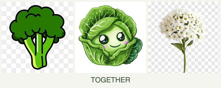 Can you plant broccoli, cabbage and alyssum together?