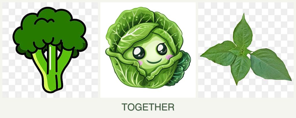Can you plant broccoli, cabbage and basil together?