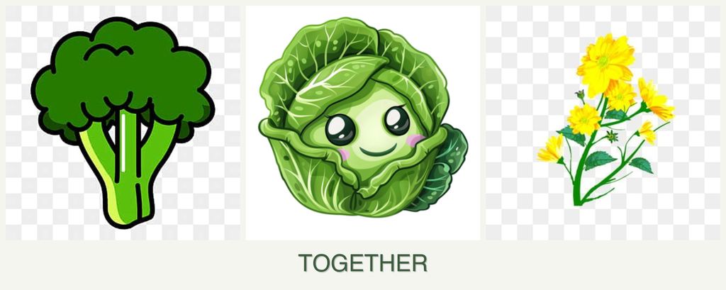 Can you plant broccoli, cabbage and calendula together?