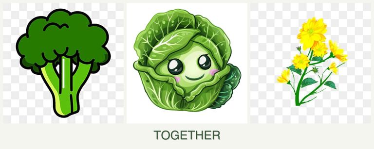 Can you plant broccoli, cabbage and calendula together?