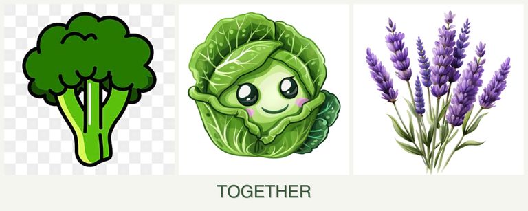 Can you plant broccoli, cabbage and lavender together?