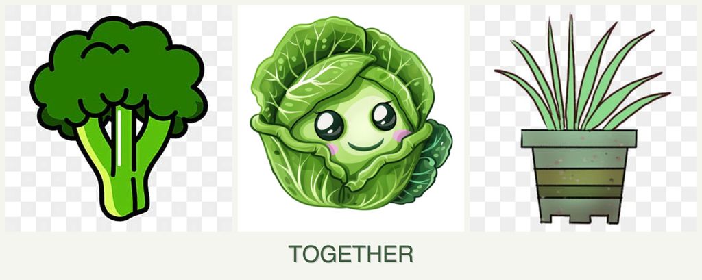 Can you plant broccoli, cabbage and lemongrass together?