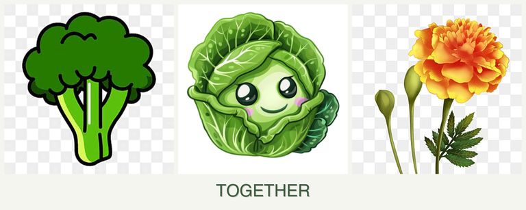 Can you plant broccoli, cabbage and marigolds together?