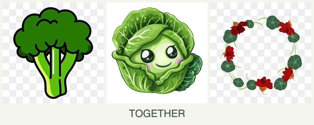 Can you plant broccoli, cabbage and nasturtiums together?