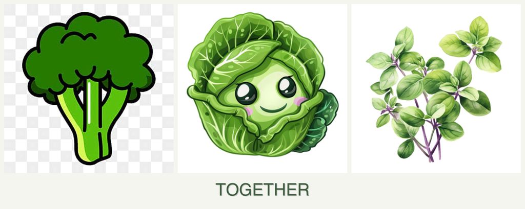 Can you plant broccoli, cabbage and oregano together?