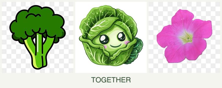 Can you plant broccoli, cabbage and petunias together?