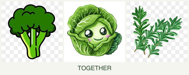 Can you plant broccoli, cabbage and rosemary together?