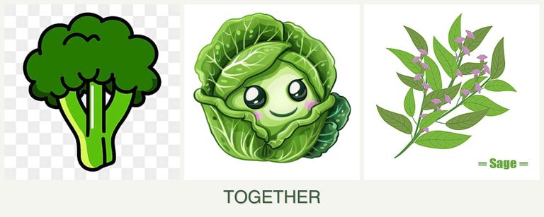 Can you plant broccoli, cabbage and sage together?