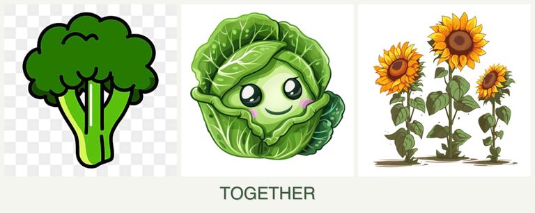 Can you plant broccoli, cabbage and sunflowers together?