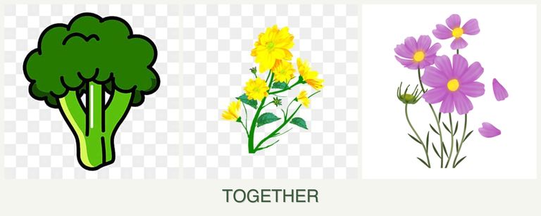 Can you plant broccoli, calendula and cosmos together?