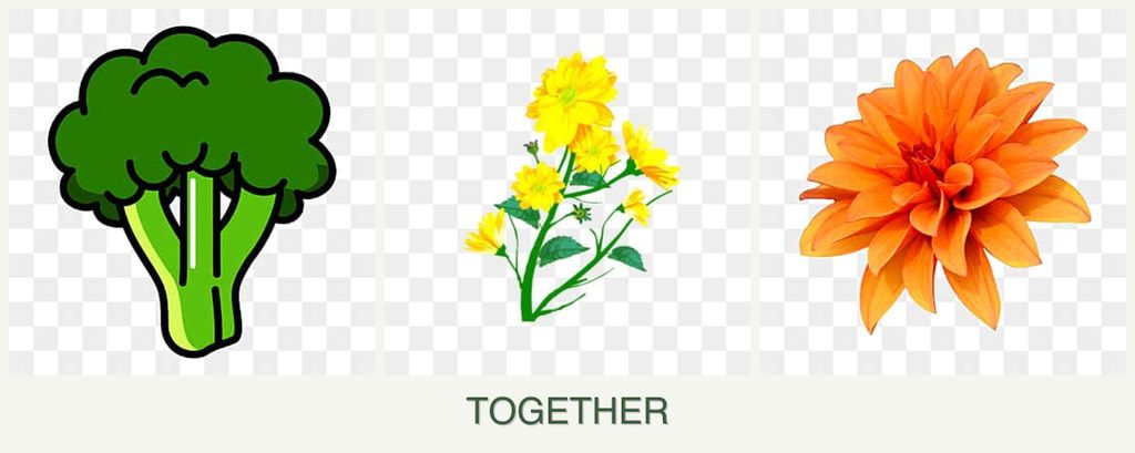 Can you plant broccoli, calendula and dahlias together?