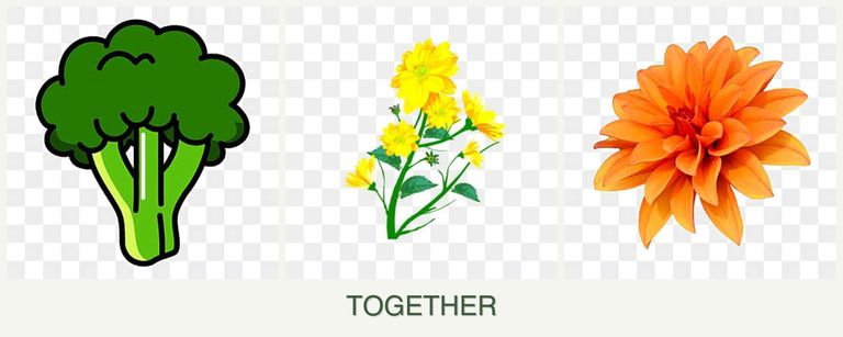 Can you plant broccoli, calendula and dahlias together?