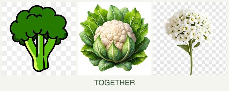 Can you plant broccoli, cauliflower and alyssum together?