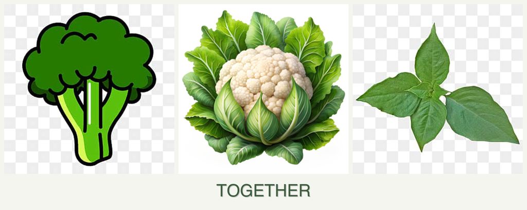 Can you plant broccoli, cauliflower and basil together?