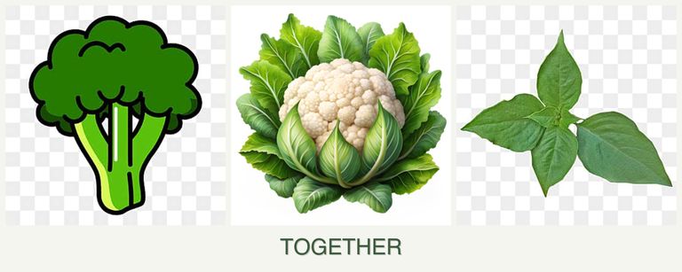 Can you plant broccoli, cauliflower and basil together?