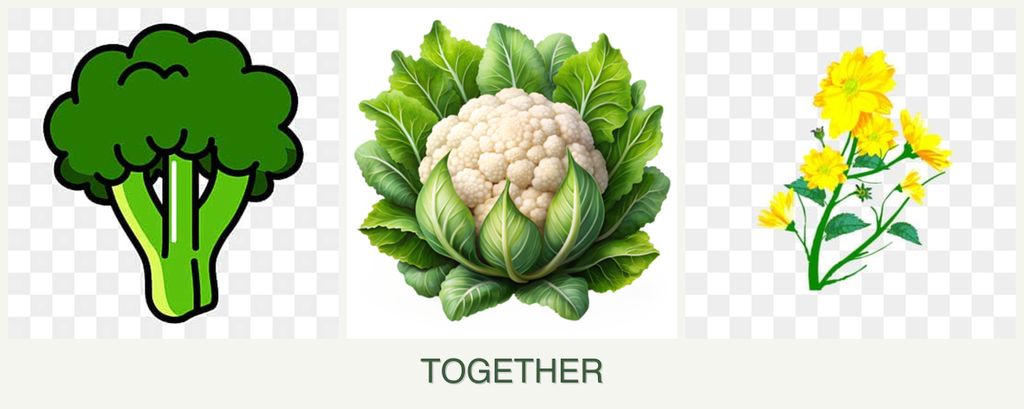 Can you plant broccoli, cauliflower and calendula together?