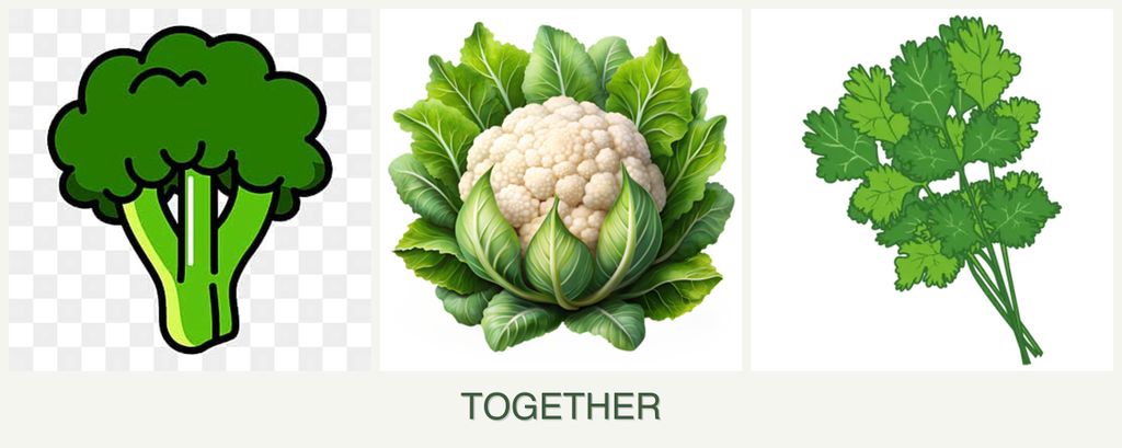Can you plant broccoli, cauliflower and cilantro together?