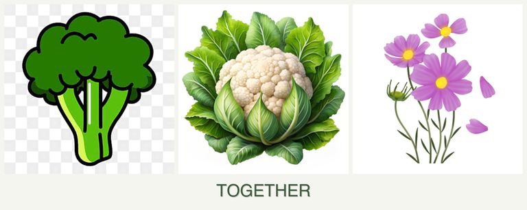 Can you plant broccoli, cauliflower and cosmos together?