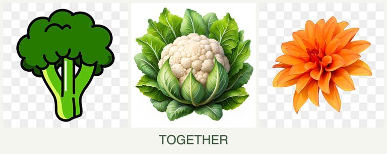 Can you plant broccoli, cauliflower and dahlias together?