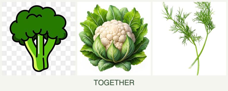 Can you plant broccoli, cauliflower and dill together?