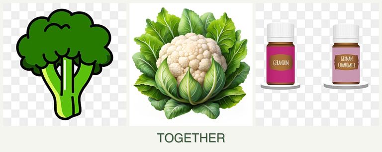Can you plant broccoli, cauliflower and geraniums together?