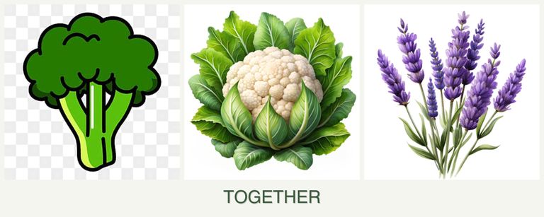 Can you plant broccoli, cauliflower and lavender together?