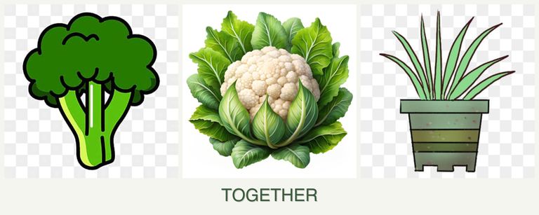 Can you plant broccoli, cauliflower and lemongrass together?