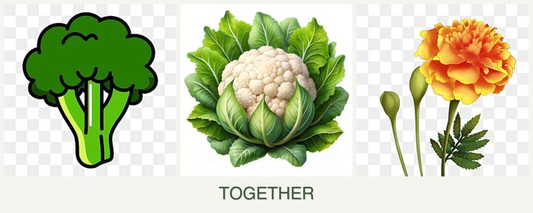 Can you plant broccoli, cauliflower and marigolds together?