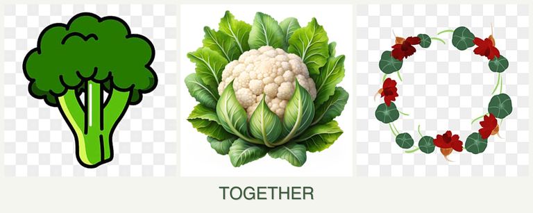 Can you plant broccoli, cauliflower and nasturtiums together?