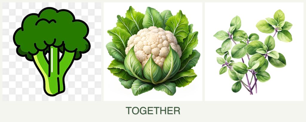 Can you plant broccoli, cauliflower and oregano together?