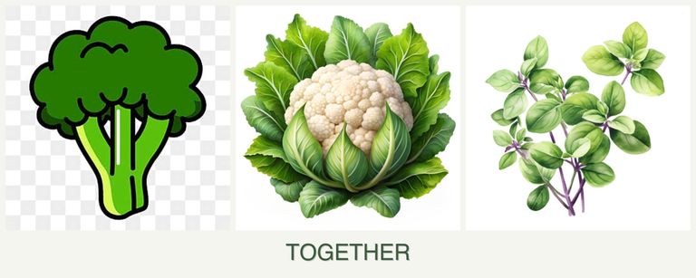 Can you plant broccoli, cauliflower and oregano together?