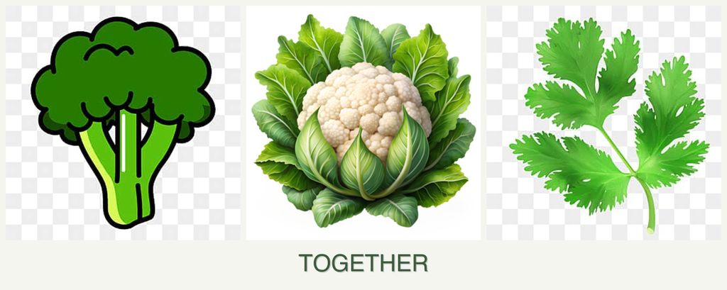 Can you plant broccoli, cauliflower and parsley together?